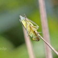 Cicadella viridis (Leafhopper) Alan Prowse